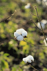 cotton